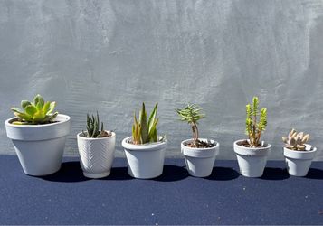 lot of 6 small succulent plants in white pots