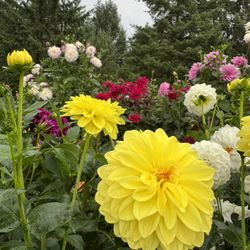 Dahlia Tubers Yellow 