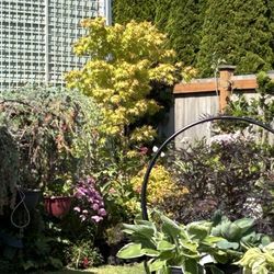 Beautiful Coral Bark Maple 🍁 