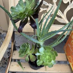 Succulent 