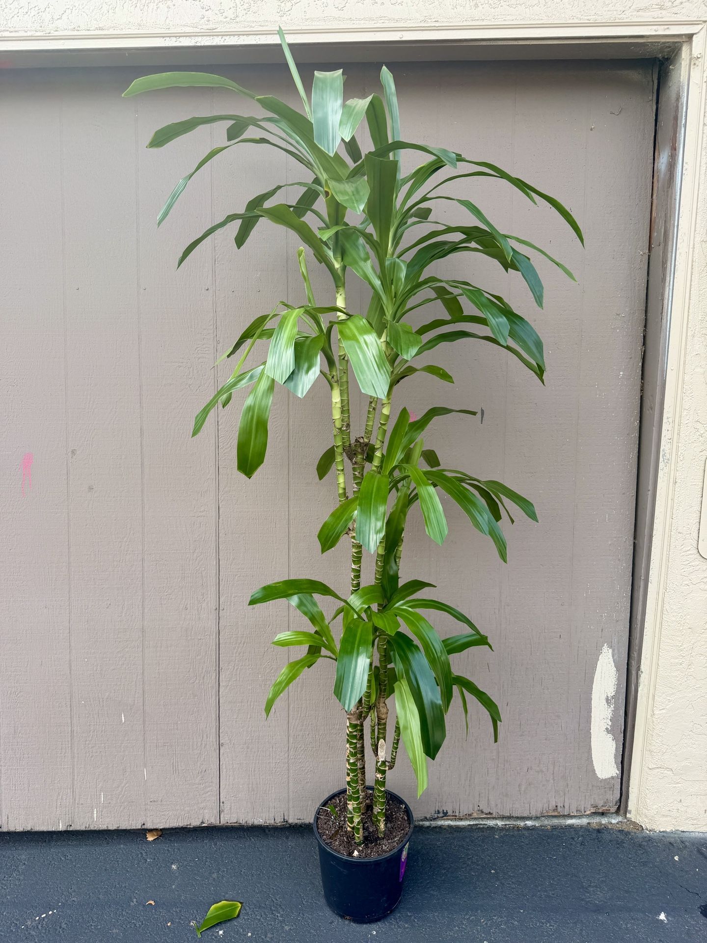 Lovely Real Indoor Plants $40 Each!!
