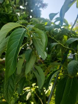 Avocado tree