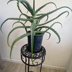 Beautiful healthy Aloe Vera Plant
