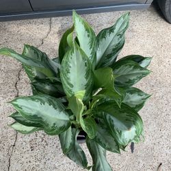 Anglaonema Plant 