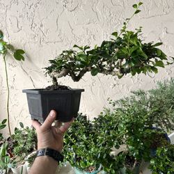Bonsai Fukien Tea Tree