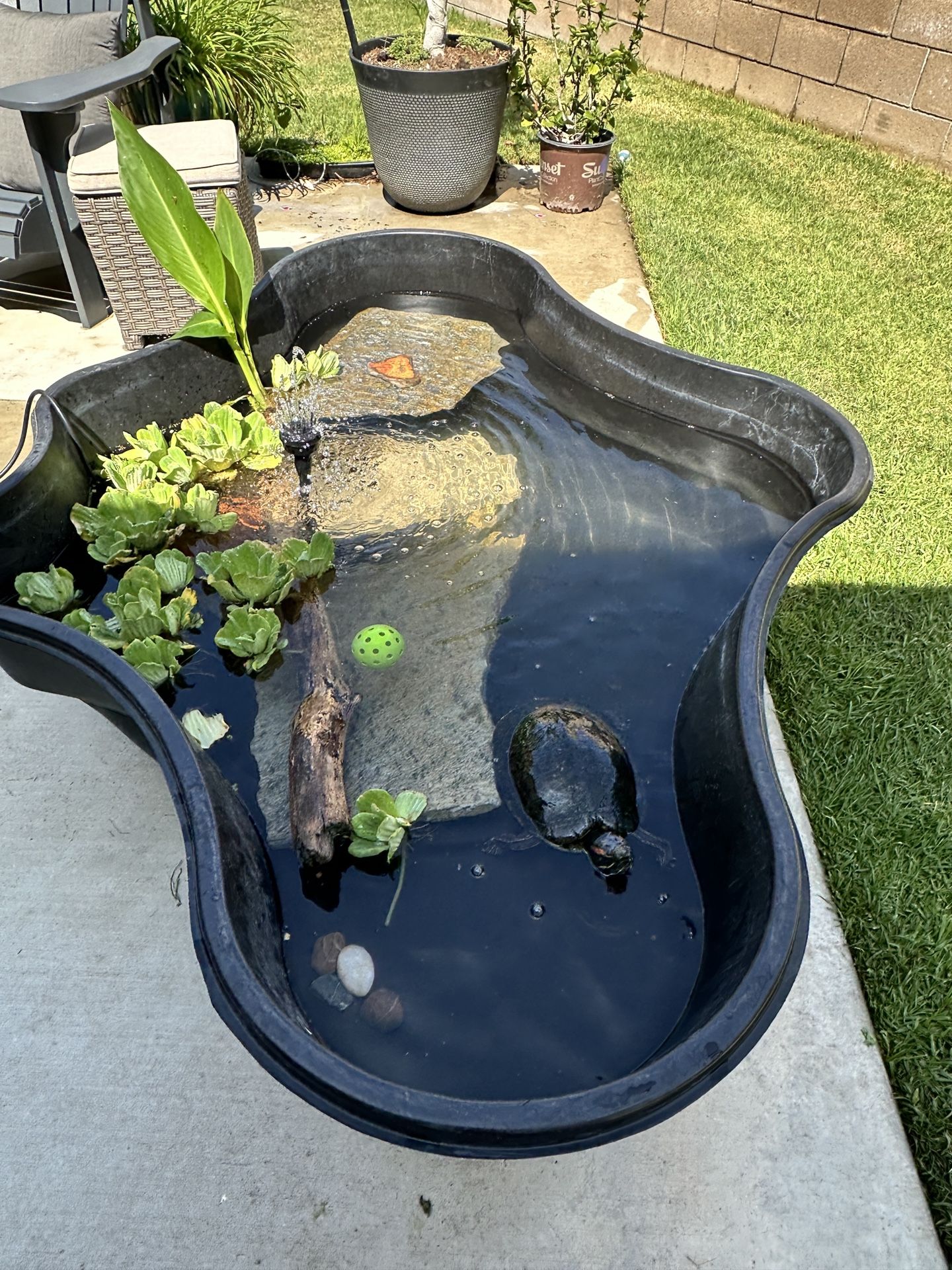 Pond