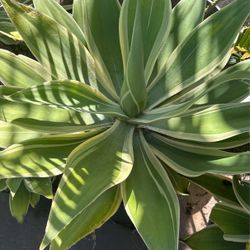 Agave attenuata ‘Ray of Light’