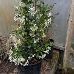 Plant: Jasmin