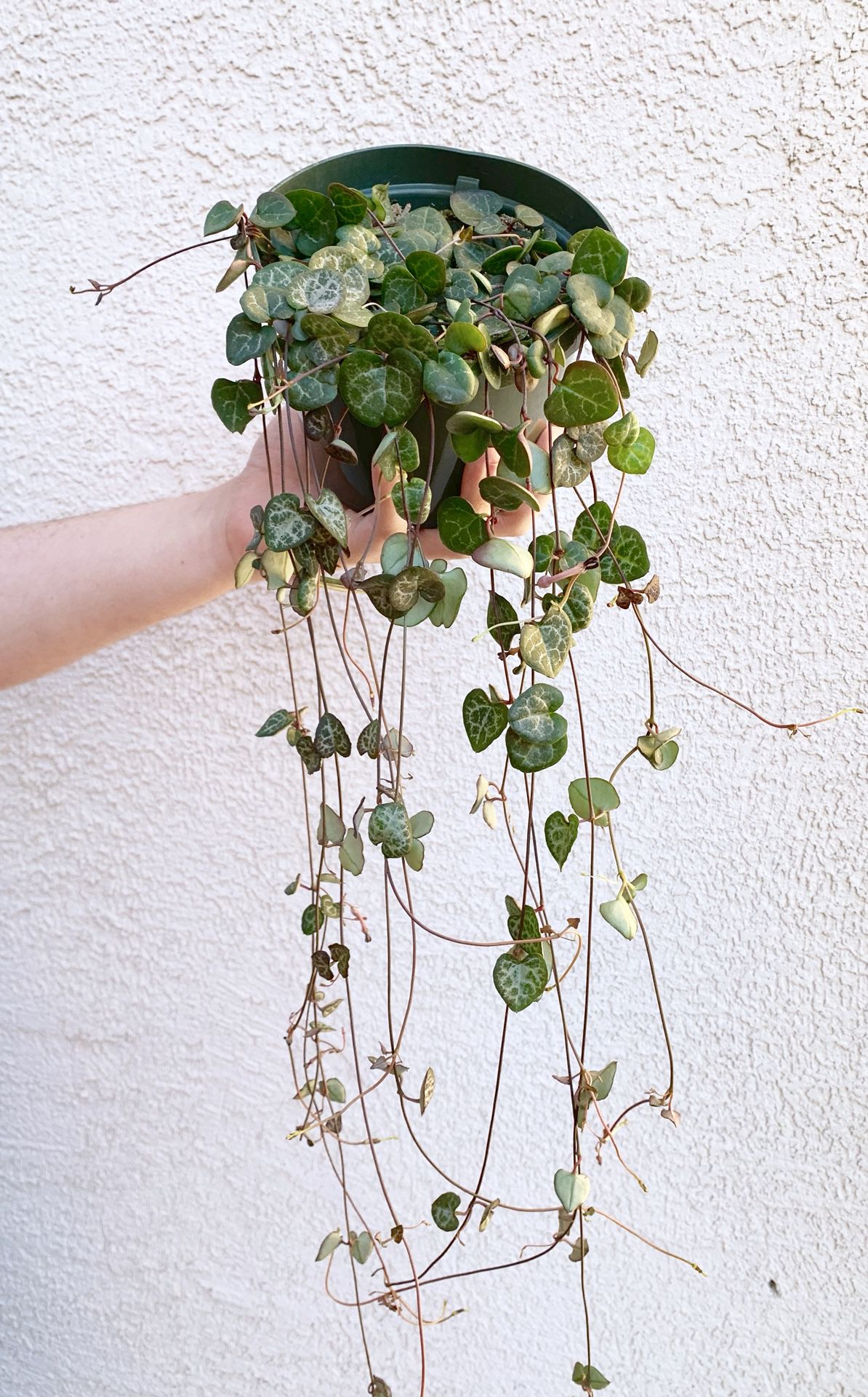 String Of Hearts Live Plant