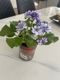 Indoor blooming African violet…. Free delivery for Glendale and nearby