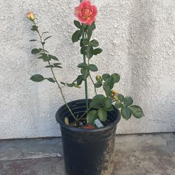 Multiple Colors Rose Bonsai