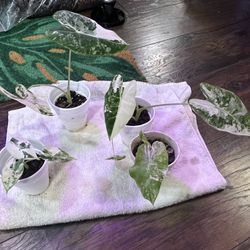 Variegated Alocasia Frydek Plants (read Description Below)