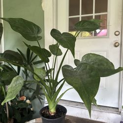 Beautiful Green Plant