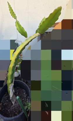 4ft rooted dragon  fruit