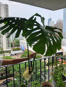 Rooted Monstera Deliciosa Top Cutting – Mature 5yr Plant