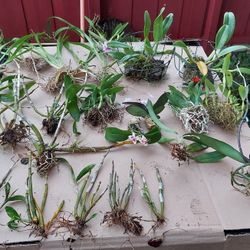 New Item This Weekend At Jason's Local Garden Located In New River Grove In Davie 