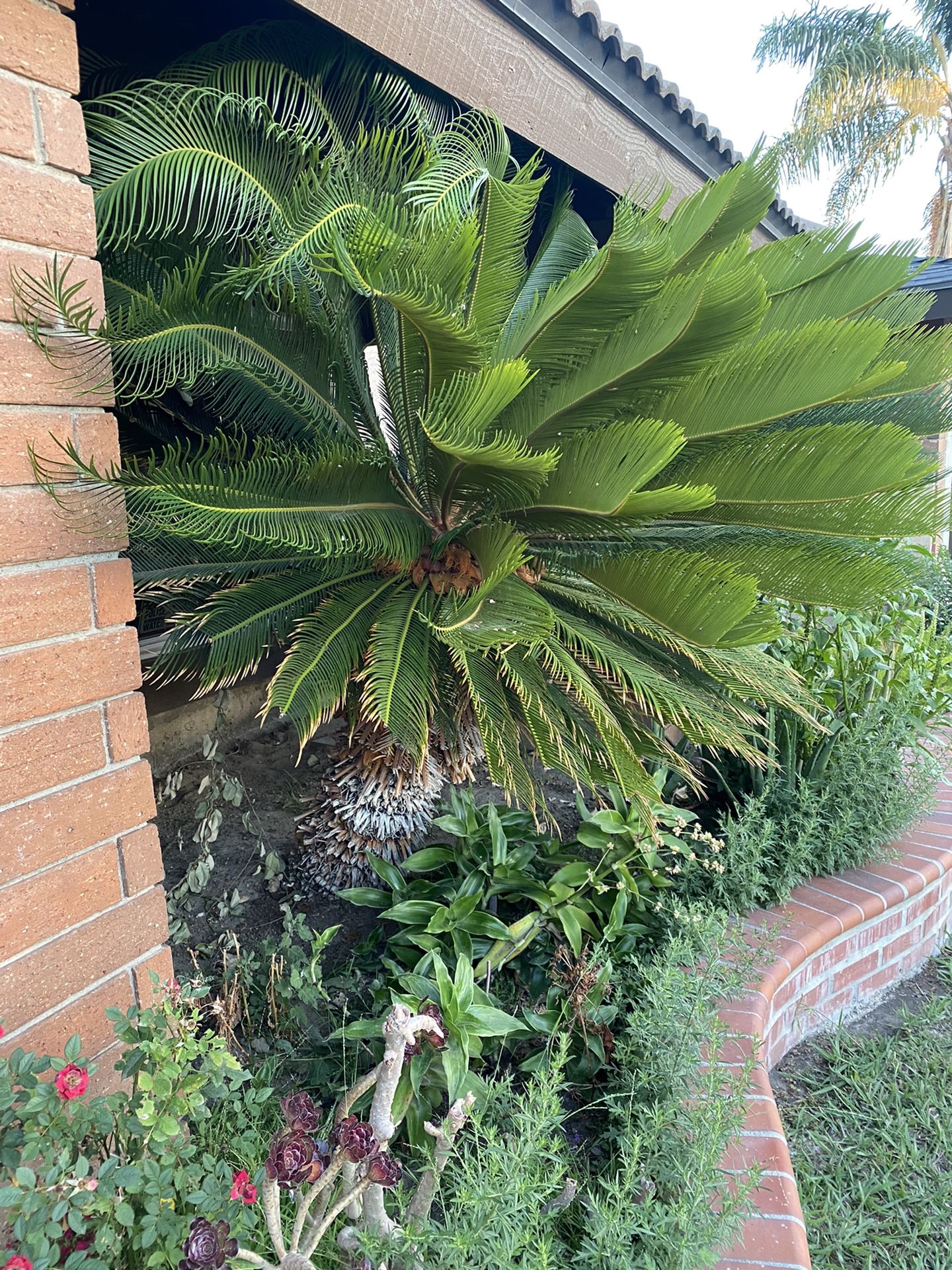 Sago Palm Tree for Sale in Norwalk, CA OfferUp
