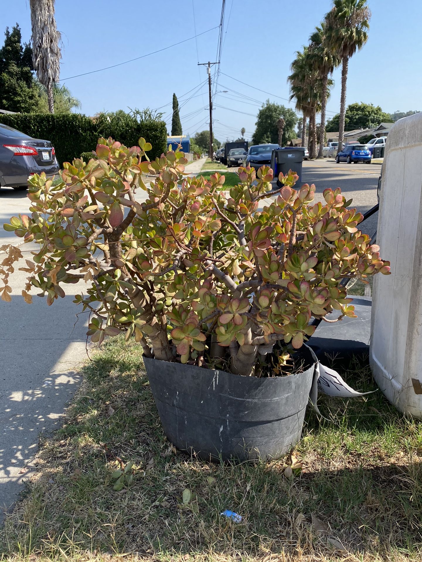 Succulent