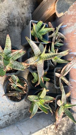 1gal. Pot dwarf Aloe - clearance