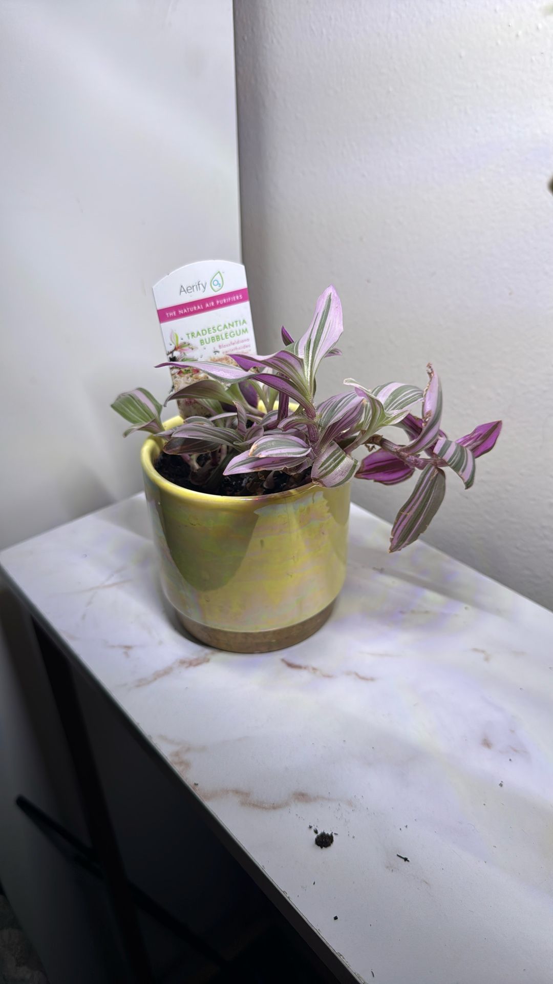 Air Purifier Plant In ceramic Yellow Pot $5