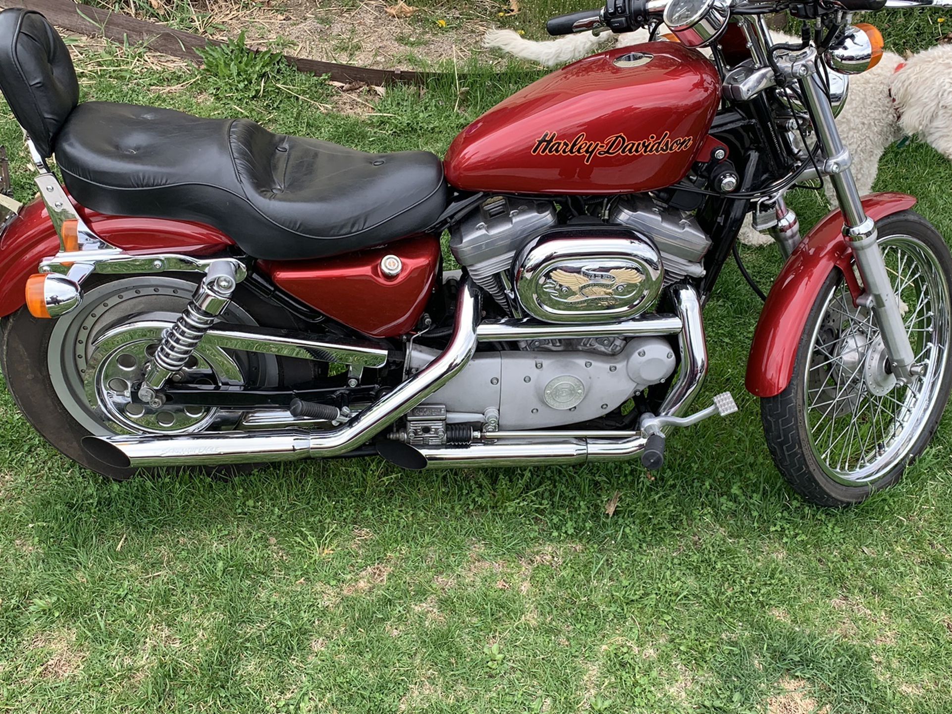 Photo 1997 Harley sportster 883