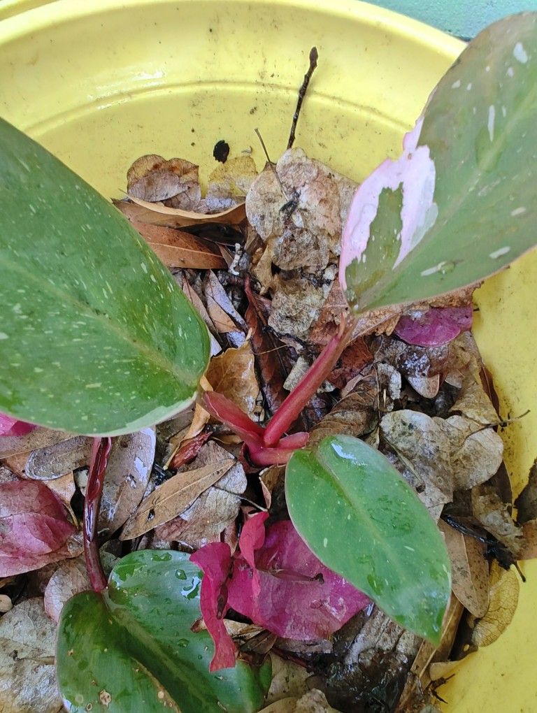Blushing Philodendron Or Pink princess Plant