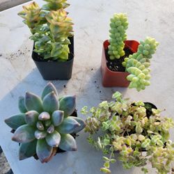 Succulents