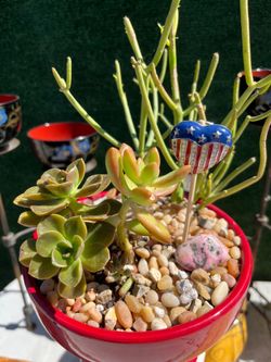 Succulent Patriotic Mix