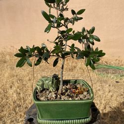 Bonsai Plants For Sale $40 Each