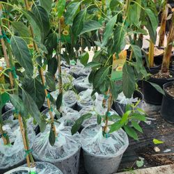 Avocado Hass Trees Grafted 5gallon 