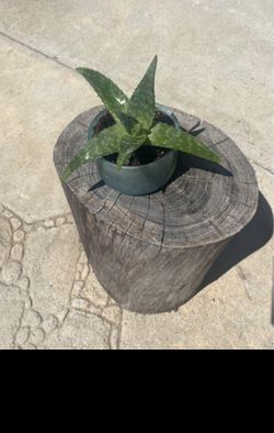 Soap Aloe Succulent Planter