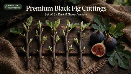 Premium Black Fig Cuttings - Set of 5 | Dark & Sweet Variety