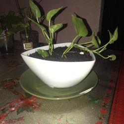 Plants
