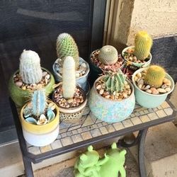 Small Cactus In Ceramic Pots With Drainage 