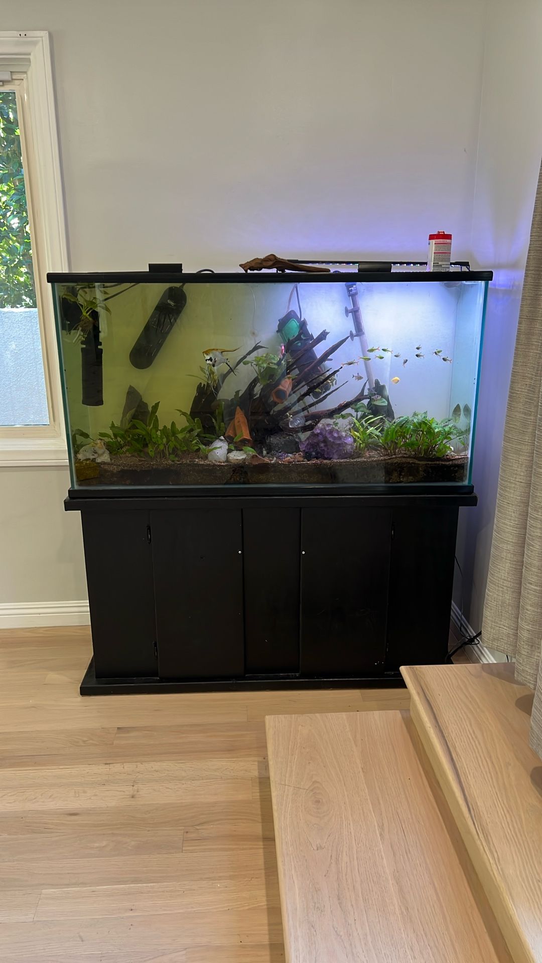75 Gallon Established Community Fish Tank 