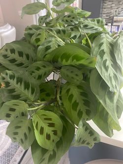 Maranta Prayer Plant Live Houseplant