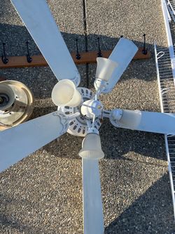 Free- Fans