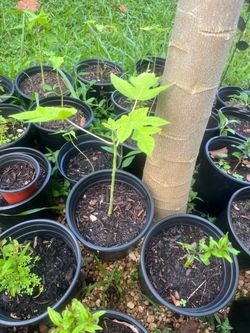 Papaya seedlings