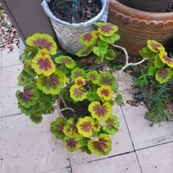 Fancy Leaf Geranium 