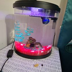 Fishe Tank With Beta  Fish