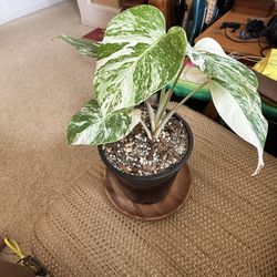 Monstera Thai Constellation 