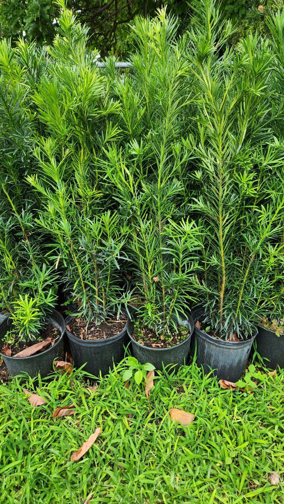 Beautiful Podocarpus About 3.5 Feet Tall Planted At Your Home For Just $20 Instant Privacy Plants Green Fencing Privacy Hedges 