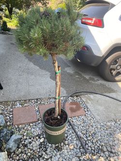 Dwarf Mugo Pine