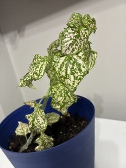 Pink Polka Dot Plant