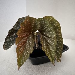 Angel Wing Begonia