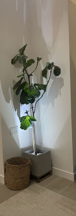Real Fiddle-Leaf Fig Tree With Planter
