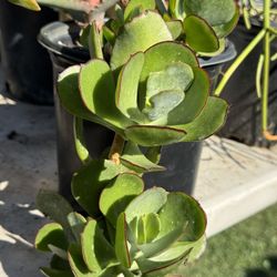 Succulents Plants 4”pot