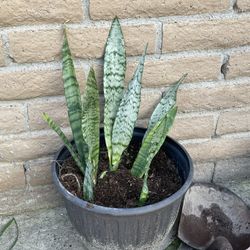 Snake Plants In More Than A Foot Wide Plastic Pot 