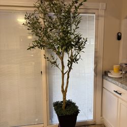 Fake Olive Tree