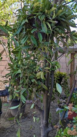 Hoya Pubicalix Splash Big Plant!!